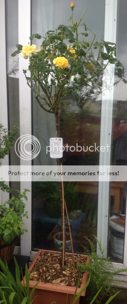 photo AFD88A83-6D82-47DA-B11B-AA2550C4EFA7_zpsic7t0lhf.jpg